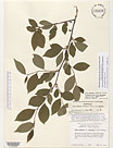 Herbarium sheet image thumbnail