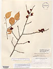 Herbarium sheet image thumbnail