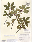 Herbarium sheet image thumbnail