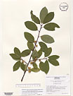 Herbarium sheet image thumbnail
