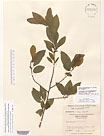 Herbarium sheet image thumbnail