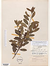 Herbarium sheet image thumbnail