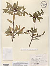 Herbarium sheet image thumbnail