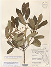 Herbarium sheet image thumbnail