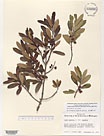 Herbarium sheet image thumbnail