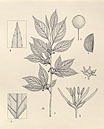 Herbarium sheet image thumbnail