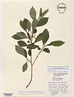 Herbarium sheet image thumbnail