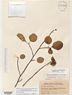 Herbarium sheet image thumbnail
