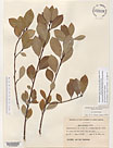 Herbarium sheet image thumbnail