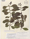 Herbarium sheet image thumbnail
