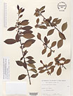 Herbarium sheet image thumbnail