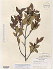Herbarium sheet image thumbnail
