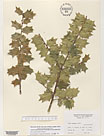 Herbarium sheet image thumbnail