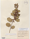 Herbarium sheet image thumbnail