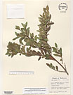 Herbarium sheet image thumbnail