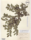 Herbarium sheet image thumbnail