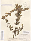 Herbarium sheet image thumbnail