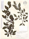 Herbarium sheet image thumbnail