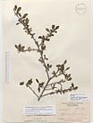 Herbarium sheet image thumbnail