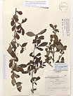 Herbarium sheet image thumbnail