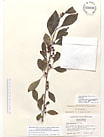 Herbarium sheet image thumbnail