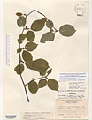 Herbarium sheet image thumbnail