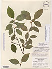 Herbarium sheet image thumbnail