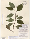 Herbarium sheet image thumbnail