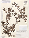 Herbarium sheet image thumbnail