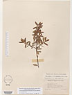 Herbarium sheet image thumbnail