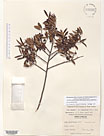 Herbarium sheet image thumbnail