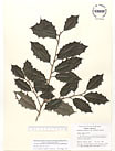 Herbarium sheet image thumbnail