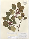 Herbarium sheet image thumbnail