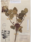 Herbarium sheet image thumbnail