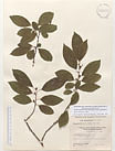Herbarium sheet image thumbnail