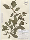 Herbarium sheet image thumbnail