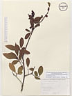 Herbarium sheet image thumbnail
