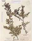 Herbarium sheet image thumbnail