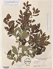 Herbarium sheet image thumbnail