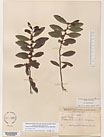 Herbarium sheet image thumbnail
