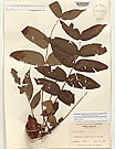 Herbarium sheet image thumbnail