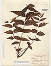 Herbarium sheet image thumbnail
