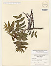 Herbarium sheet image thumbnail