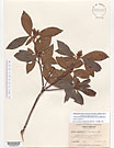 Herbarium sheet image thumbnail