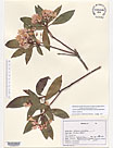 Herbarium sheet image thumbnail