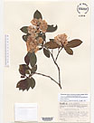 Herbarium sheet image thumbnail