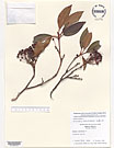 Herbarium sheet image thumbnail