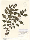 Herbarium sheet image thumbnail