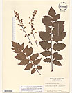 Herbarium sheet image thumbnail
