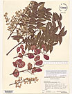 Herbarium sheet image thumbnail